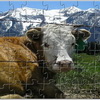 play Alpine Cow Jigsaw