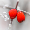 play Jigsaw: Frosty Red Berries
