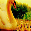play Lovely Swans Family Puzzle