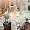 Four Birds On The Lake Slide Puzzle