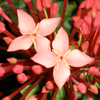play Red Flowers Jigsaw Puzzle