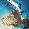 play Fantastic Flying Bird Puzzle