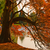 play Jigsaw: Autumn Pond Tree