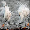 play White Hairy Birds Slide Puzzle