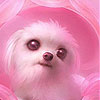 play Pink Dog Puppy Slide Puzzle