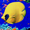 play Fish Puzzle Gold