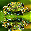 play Spotted Sea Frog Slide Puzzle