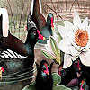 Black Swans And Lotus Puzzle