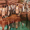play Penguins In The Zoo Slide Puzzle