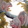 play Naughty Squirrels On The Tree Slide Puzzle