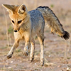 play Little Coyote Puzzle