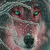 play Gray Wolf In The Snow Slide Puzzle