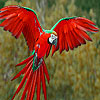 play Flying Parrots Puzzle
