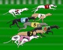 play Greyhound Racer