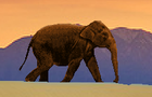 Elephant Story game