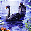play Black Swans And River Slide Puzzle