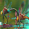 play Lovely Dragonfly Couple Slide Puzzle
