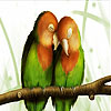 play Love Song Bird Slide Puzzle