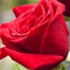 play Jigsaw Red Roses
