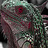 play Red Eye Lizard Puzzle