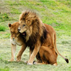 play Jigsaw: Lion And Lioness