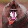play Elderly Tired Baboon Puzzle
