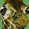 play Shy Giraffe Faces Puzzle