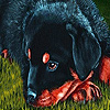 play Little Sad Puppy Puzzle