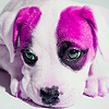 play Purple Puppy In House Puzzle