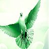 play Flying Green Dove Slide Puzzle