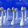 play Gray Swans A Flock Puzzle