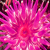 play Sea Anemone Hidden Numbers