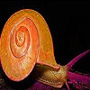 play Snail In The Garden Slide Puzzle