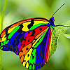 play Butterfly On The Leaf Puzzle