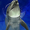 play Funny Dolphin In The Pool Slide Puzzle