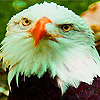 play Tired Bald Eagles Puzzle