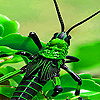 play Green Insect Slide Puzzle