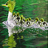 play Big Duck Family Slide Puzzle
