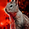 play Shine Squirrel In Forest Puzzle