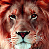 play Wild Lion Face Puzzle