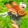 play Funny Giraffe In Zoo Slide Puzzle