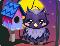 play Owl Care