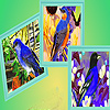 play Blue Sparrows In Fall Puzzle
