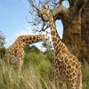 play Giraffes Puzzle