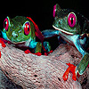 play Two Brave Frogs Puzzle