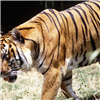 play Wild Tiger Slider