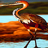 play Colorful Herons In Lake Puzzle