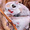 Funny Mountain Squirrel Slide Puzzle