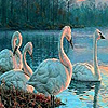 play Beauty Swans In Lake Puzzle