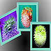 play Tropical Puffer Fish Puzzle